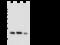 CD9 Molecule antibody, 104834-T32, Sino Biological, Western Blot image 