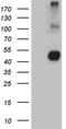 Neuronal Growth Regulator 1 antibody, LS-C795367, Lifespan Biosciences, Western Blot image 