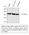 Tubulin Alpha 1a antibody, STJ96937, St John