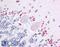 Wnt Family Member 7A antibody, LS-A9468, Lifespan Biosciences, Immunohistochemistry paraffin image 