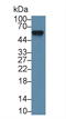 Alpha 2-HS Glycoprotein antibody, LS-C292743, Lifespan Biosciences, Western Blot image 