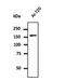 Clathrin Heavy Chain antibody, orb180469, Biorbyt, Western Blot image 