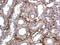 Collagen Type III Alpha 1 Chain antibody, NBP1-26547, Novus Biologicals, Immunohistochemistry frozen image 