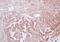 LSM Family Member 14B antibody, orb2616, Biorbyt, Immunohistochemistry paraffin image 