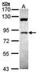 Arf-GAP with coiled-coil, ANK repeat and PH domain-containing protein 1 antibody, orb73572, Biorbyt, Western Blot image 