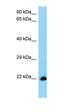 THEM6 antibody, orb325332, Biorbyt, Western Blot image 