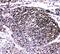 TNF Receptor Associated Factor 4 antibody, GTX00972, GeneTex, Immunohistochemistry paraffin image 
