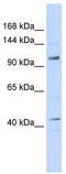 TATA-Box Binding Protein Associated Factor 4 antibody, TA334028, Origene, Western Blot image 