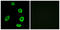 Olfactory Receptor Family 8 Subfamily K Member 1 antibody, LS-C199361, Lifespan Biosciences, Immunofluorescence image 