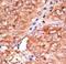 Atypical Chemokine Receptor 2 antibody, LS-C97667, Lifespan Biosciences, Immunohistochemistry paraffin image 