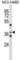 Zinc Finger Protein 691 antibody, abx030271, Abbexa, Western Blot image 