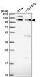 Pleckstrin Homology Domain Containing A5 antibody, PA5-65300, Invitrogen Antibodies, Western Blot image 