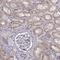 Electrogenic sodium bicarbonate cotransporter 4 antibody, HPA036621, Atlas Antibodies, Immunohistochemistry frozen image 