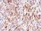 Frizzled Class Receptor 9 antibody, NBP2-16533, Novus Biologicals, Immunohistochemistry frozen image 