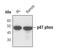 Neutrophil Cytosolic Factor 1 antibody, PA5-17225, Invitrogen Antibodies, Western Blot image 