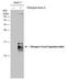 Dengue virus antibody, GTX633624, GeneTex, Western Blot image 