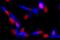 HA.11 antibody, 682405, BioLegend, Immunofluorescence image 