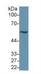 Tubulin antibody, LS-C663686, Lifespan Biosciences, Western Blot image 