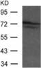 Transcription Factor Binding To IGHM Enhancer 3 antibody, TA322484, Origene, Western Blot image 