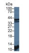 Signal Transducing Adaptor Family Member 1 antibody, LS-C374901, Lifespan Biosciences, Western Blot image 