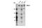 BRCA1 DNA Repair Associated antibody, 14823S, Cell Signaling Technology, Western Blot image 