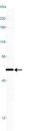 Adenosine A2a Receptor antibody, NB300-597, Novus Biologicals, Western Blot image 