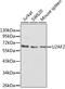 U2 Small Nuclear RNA Auxiliary Factor 2 antibody, GTX55828, GeneTex, Western Blot image 