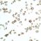 Claudin 1 antibody, NBP2-82110, Novus Biologicals, Immunofluorescence image 