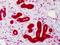 Caspase 4 antibody, orb86852, Biorbyt, Immunohistochemistry paraffin image 