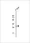 Apolipoprotein F antibody, 55-039, ProSci, Western Blot image 