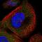 Cysteine Rich Secretory Protein 1 antibody, NBP1-89226, Novus Biologicals, Immunocytochemistry image 