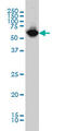 Asparaginyl-TRNA Synthetase antibody, LS-C197746, Lifespan Biosciences, Western Blot image 