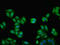 Kininogen 1 antibody, orb238597, Biorbyt, Immunofluorescence image 