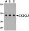 C-X3-C Motif Chemokine Ligand 1 antibody, MBS150087, MyBioSource, Western Blot image 
