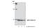 C-X-C Motif Chemokine Ligand 12 antibody, 3530S, Cell Signaling Technology, Western Blot image 