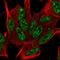 SYF2 Pre-MRNA Splicing Factor antibody, HPA070710, Atlas Antibodies, Immunofluorescence image 