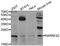 Retinoic Acid Receptor Responder 2 antibody, PA5-77080, Invitrogen Antibodies, Western Blot image 