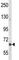 MAP2 antibody, F47824-0.4ML, NSJ Bioreagents, Western Blot image 