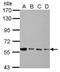 Histamine Receptor H1 antibody, PA5-27817, Invitrogen Antibodies, Western Blot image 