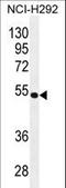 Tripartite motif-containing protein 5 antibody, LS-C160201, Lifespan Biosciences, Western Blot image 