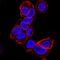 Cadherin 1 antibody, MAB18381, R&D Systems, Immunofluorescence image 