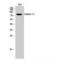 Calpain 12 antibody, LS-C382397, Lifespan Biosciences, Western Blot image 