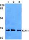 Kallikrein-11 antibody, A06052, Boster Biological Technology, Western Blot image 