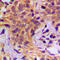 Heat Shock Protein 90 Alpha Family Class B Member 1 antibody, LS-C354009, Lifespan Biosciences, Immunohistochemistry frozen image 