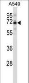 Spindle Apparatus Coiled-Coil Protein 1 antibody, LS-C168446, Lifespan Biosciences, Western Blot image 