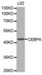 CCAAT Enhancer Binding Protein Alpha antibody, abx000891, Abbexa, Western Blot image 