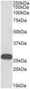 Homeobox C6 antibody, AP32958PU-N, Origene, Western Blot image 