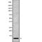 NADH:Ubiquinone Oxidoreductase Subunit C1 antibody, abx217093, Abbexa, Western Blot image 