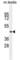 Zinc Finger Protein 622 antibody, abx025252, Abbexa, Western Blot image 