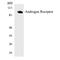 Androgen Receptor antibody, LS-C292250, Lifespan Biosciences, Western Blot image 